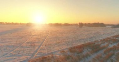 Arktik çayırlı soğuk kış manzarası, karla kaplı ağaçlar ve ufukta sabah güneşleri. Aşırı hava.