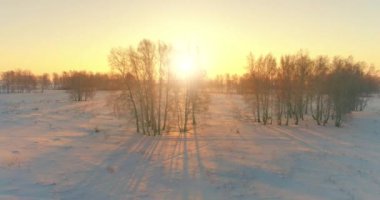 Arktik çayırlı soğuk kış manzarası, karla kaplı ağaçlar ve ufukta sabah güneşleri. Aşırı hava.