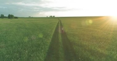Sportif bir çocuğun havadan çekimleri buğday tarlasından geçiyor. Kırsal çayırlarda akşam sporu alıştırmaları. Mutlu bir çocukluk sağlıklı bir yaşam biçimidir. Açık havada koşma transferi. Radikal hareket, güneş