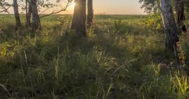 Timelapse Pradera Plana Uhd Verano Otoño Naturaleza Rusa Salvaje Campo — Vídeos de Stock