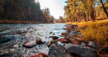 4K dağ nehri zaman dilimi yaz ya da sonbahar zamanı. Vahşi doğa, berrak su ve her zaman yeşil olan kırsal vadi. Güneş ışınları, küçük dere ve sarı otlar. Motorlu doli kaydırma hareketi
