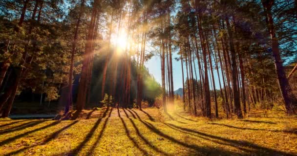 Время Горных Вечнозеленых Сосновых Лесов Истекает Летом Осенью Дикая Природа — стоковое видео
