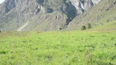Sırt çantası ile yeşil dağ çayır üzerinde yürüyen adam Fhd Hiking. Güneşli havada seyahat turizm. Yaz spor ve eğlence kavramı.
