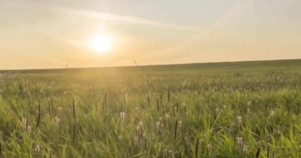 Uhdフラット牧草地は夏または秋の時間に経過します 野生の無限の自然と農村のフィールド 緑の草の上に太陽の光線 電動ドリルスライダーの動き — ストック動画