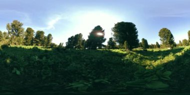 UHD 4K 360 VR yeşil dağ ormanı. Güneş ışınları ve gölgeler, çimenler ve çam ağaçları mavi gökyüzü ve temiz hava üzerinde.