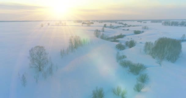 Drone Luftfoto Kolde Vinter Landskab Arktiske Felt Træer Dækket Med – Stock-video