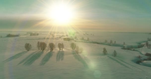 Вид Воздуха Беспилотника Холодное Зимнее Ландшафтное Арктическое Поле Деревья Покрытые — стоковое видео