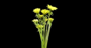 Karahindibanın zaman aşımına uğraması yakın görüş sağlıyor. Çiçek grubunun çiçek açtığı makro çekim. Doğanın bahar sahnesi. Yavaş çekim dönüşü. Siyah üzerine izole krom anahtar.