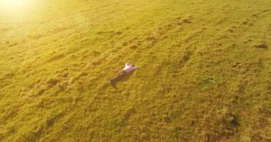 Havadan bakış açısı. Sarı kırsal alanda yeşil çimlerin üzerinde dizüstü bilgisayarı olan bir adam etrafında alçak yörüngeden uçuyordu. Sıradan giyinmiş. Güneş ışınları. Radikal hareket.