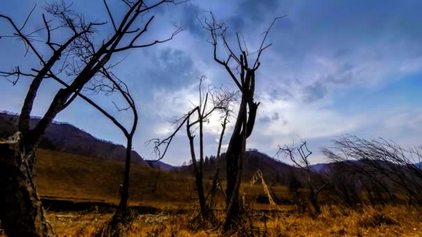 4KのUhd死の木や干ばつ災害 雲や太陽線と山岳風景の乾燥した黄色の草や土壌の時間経過 気候変動 地球温暖化 生態系問題の概念 — ストック動画