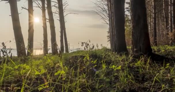 Uhd Erdő Timapse Nyáron Vagy Ősszel Vad Természet Vidéki Rét — Stock videók