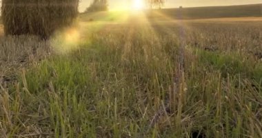 4K UHD düz tepe çayırlık zaman dilimi yaz günbatımında. Vahşi doğa ve çim tarlasında kırsal samanlıklar. Güneş ışınları ve yeşil ağaçlar. Motorlu doli kaydırıcı