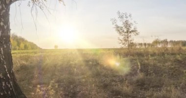 4K UHD düz çayır zamanı yaz veya sonbahar günbatımında. Vahşi Rus doğası ve kırsal alan. Güneş ışınları, ağaçlar, yeşil çimen hareketleri. Motorlu doli kaydırıcı