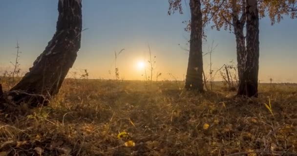 Uhd平坦的草地在夏秋日落时经过 野生俄罗斯自然和农村地区 绿草运动 机动娃娃滑块 — 图库视频影像