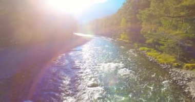 4K hava bakış açısı. Güneşli yaz sabahında, taze, hızlı dağ nehri üzerinde kayalıklarla alçak irtifa uçuşu. Yeşil çam ağaçları ve güneş ışınları. Saf soğuk su akıntısı.