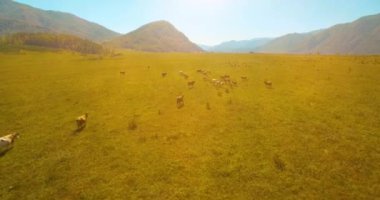 4K hava bakış açısı. Güneşli yaz sabahında, taze, hızlı dağ nehri üzerinde kayalıklarla alçak irtifa uçuşu. Yeşil çam ağaçları ve güneş ışınları. Saf soğuk su akıntısı.