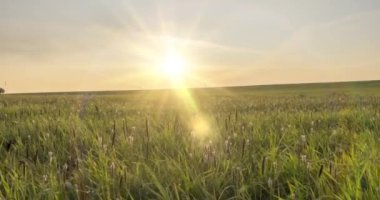 4K UHD düz çayır zamanı yaz ya da sonbahar saatlerinde. Vahşi sonsuz doğa ve kırsal alan. Yeşil çimlerin üzerinde güneş ışınları. Motorlu doli kaydırma hareketi