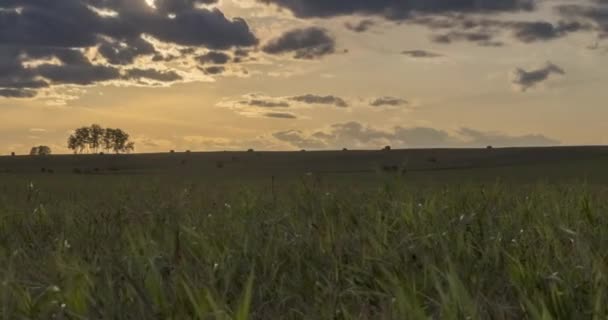 Uhd平缓的丘陵草甸在夏秋日落的时候经过 野生自然和农村地区 绿草运动 机动娃娃滑块 — 图库视频影像