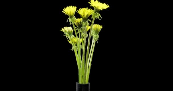 Časová Prodleva Pampelišky Otevírá Zblízka Makro Natáčení Květinové Skupiny Kvetoucí — Stock video