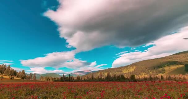 Hegyi Rét Időeltolódás Nyáron Vagy Ősszel Vad Természet Vidéki Terület — Stock videók