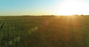 Hava görüntüsü. Yaz mevsiminde, sonsuz sarı manzaralı kırsal arazinin üzerinde alçak irtifa uçuşu. Ufuktaki güneş ışınları. Hızlı yatay hareket. Sonbaharda tarım arazisi.