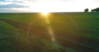Sportif bir çocuğun havadan çekimleri buğday tarlasından geçiyor. Kırsal çayırlarda akşam sporu alıştırmaları. Mutlu bir çocukluk sağlıklı bir yaşam biçimidir. Açık havada koşma transferi. Radikal hareket, güneş