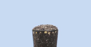 Taze fasulye büyüyen makro zaman atlaması. Tomurcuklanma ve minik bezelye yapraklarının büyümesi. Sağlıklı vejetaryen gıda konsepti. Motorlu panoramik ve masa rotasyonu hareketi. Mavi ekranda. Alfa anahtarı.