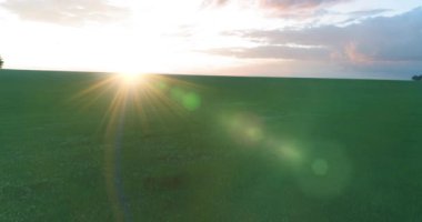 4K UHD hava görüntüsü. Güneşli yaz akşamlarında sonsuz yeşil tarlaları olan kırsal arazinin üzerinde alçak uçuş. Ufuktaki güneş ışınları. Hızlı yatay hareket. Sonbaharda tarım arazisi.