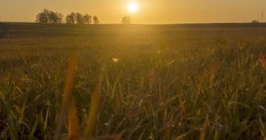 4K UHD düz tepe çayır zamanı yaz veya sonbahar günbatımında. Vahşi doğa ve kırsal çimler. Güneş ışınları ve yeşil ağaçlar. Motorlu doli kaydırıcı