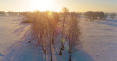 Arktik çayırlı soğuk kış manzarası, karla kaplı ağaçlar ve ufukta sabah güneşleri. Aşırı hava.
