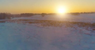 Arktik çayırlı soğuk kış manzarası, karla kaplı ağaçlar ve ufukta sabah güneşleri. Aşırı hava.