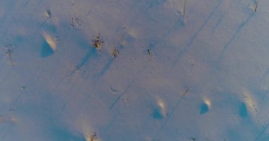 Arktik çayırlı soğuk kış manzarası, karla kaplı ağaçlar ve ufukta sabah güneşleri. Aşırı hava.