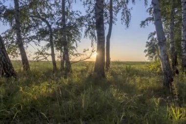 4K UHD düz çayır zamanı yaz ya da sonbahar saatlerinde. Vahşi Rus doğası ve kırsal alan. Güneş ışınları, ağaçlar, yeşil çimen hareketleri. Motorlu doli kaydırma hareketi