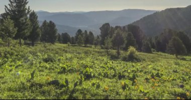 Akşam güneşlerinin zamanı dağlardaki soğuk, sisli bulutların arasından yükseliyor. Dağ sisinde gün batımı. Kamera hareketi.