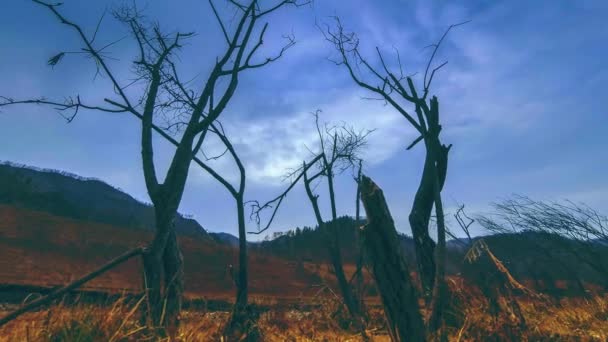 Uhd Time Lapse Death Tree Draination Disaster Ξηρό Κίτρινο Γρασίδι — Αρχείο Βίντεο
