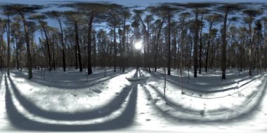 Kışın güneşli sabahlarında ve gün batımında Sibirya 'nın vahşi doğasında 360 derece kar yağar. Sessiz, gürültüsüz bir orman, beyaz kar ve kocaman yeşil çam ağaçları.