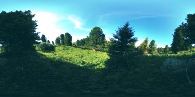 UHD 4K 360 VR yeşil dağ ormanı. Güneş ışınları ve gölgeler, çimenler ve çam ağaçları mavi gökyüzü ve temiz hava üzerinde.