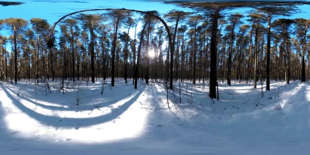 360 Bela Paisagem Coberta Neve Natureza Siberiana Selvagem Durante Manhã — Vídeo de Stock
