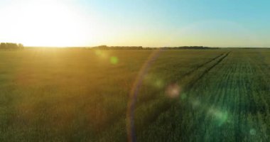 Hava görüntüsü. Yaz mevsiminde, sonsuz sarı manzaralı kırsal arazinin üzerinde alçak irtifa uçuşu. Ufuktaki güneş ışınları. Hızlı yatay hareket. Sonbaharda tarım arazisi.