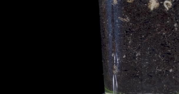 新鮮な豆の成長マクロ時間の経過 小さなエンドウの葉の発芽と成長の閉鎖 健康的なビーガンフードの概念 電動パノラマとテーブルの回転運動 黒い画面で アルファキー — ストック動画