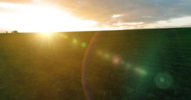 Hava görüntüsü. Güneşli yaz akşamlarında sonsuz sarı tarlaları olan yaz manzarasının üzerinde alçak uçuş. Ufukta yeşil ağaçlar ve güneş ışınları var. Hızlı yatay hareket. Sonbaharda tarım arazisi