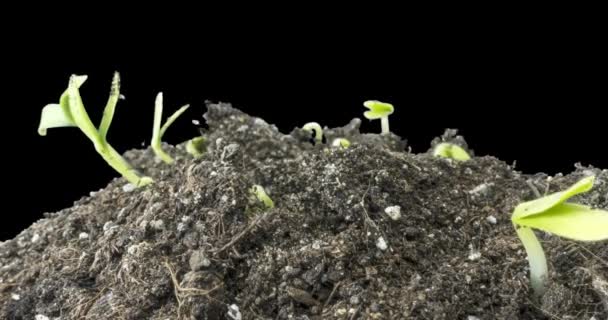 Pepino Fresco Crescendo Macro Time Lapse Closeup Germinação Crescimento Folhas — Vídeo de Stock