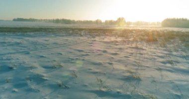 Arktik çayırlı soğuk kış manzarası, karla kaplı ağaçlar ve ufukta sabah güneşleri. Aşırı hava.