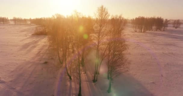 Αεροφωτογραφία Drone Του Κρύου Χειμερινού Τοπίου Αρκτικό Πεδίο Δέντρα Καλυμμένα — Αρχείο Βίντεο