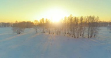 Arktik çayırlı soğuk kış manzarası, karla kaplı ağaçlar ve ufukta sabah güneşleri. Aşırı hava.