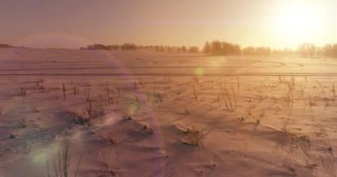 Arktik çayırlı soğuk kış manzarası, karla kaplı ağaçlar ve ufukta sabah güneşleri. Aşırı hava.