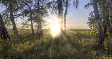 4K UHD düz çayır zamanı yaz ya da sonbahar saatlerinde. Vahşi Rus doğası ve kırsal alan. Güneş ışınları, ağaçlar, yeşil çimen hareketleri. Motorlu doli kaydırma hareketi