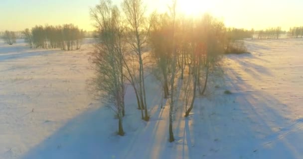 Воздушный Беспилотный Обзор Холодного Зимнего Пейзажа Арктическим Полем Деревьев Покрытых — стоковое видео
