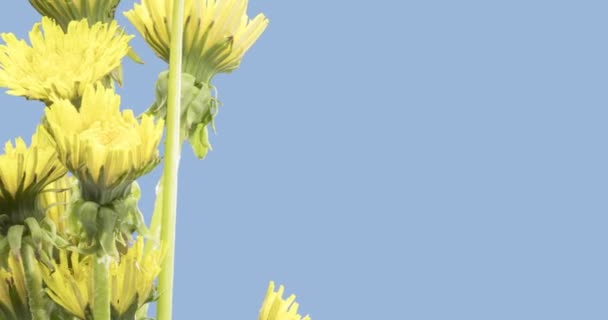 タンポポの時間経過を閉じるビューを開きます 花群のマクロ撮影が咲きます 春の大自然 スローモーション回転 青の隔離されたクロマキー — ストック動画