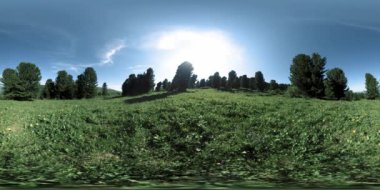UHD 4K 360 VR yeşil dağ ormanı. Güneş ışınları ve gölgeler, çimenler ve çam ağaçları mavi gökyüzü ve temiz hava üzerinde.